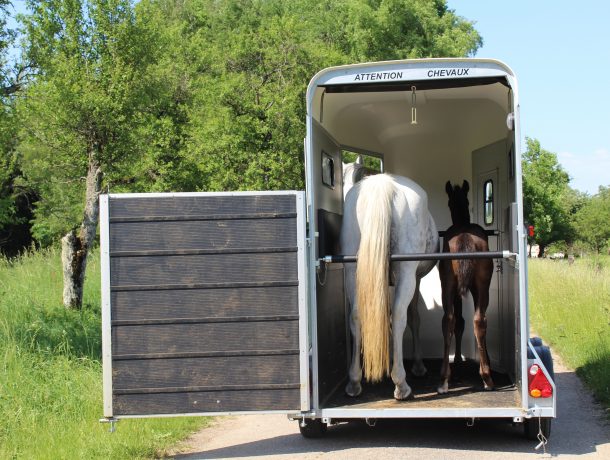 Cheval Liberte Touring One Single Horse Box Trailer Mare And Foal